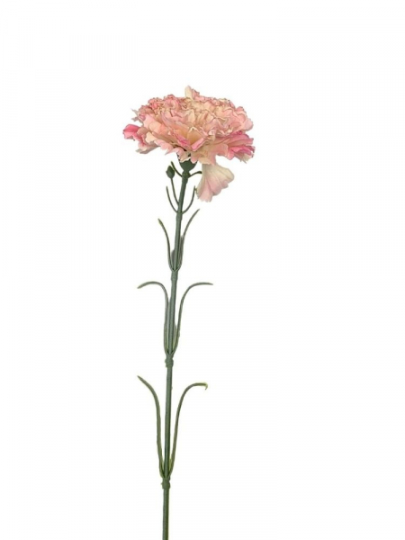 Goździk gałązka 52 cm kremowy z jasnym różem