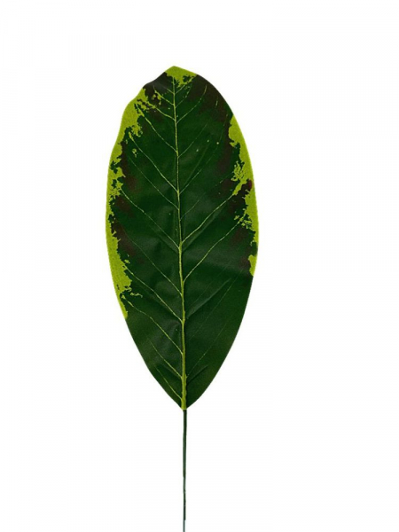 Liść magnolii 49 cm zielony