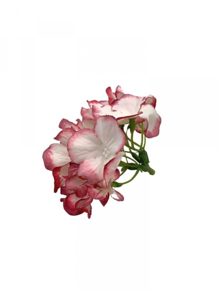 Hortensja główka 13 cm kremowa z różowymi obrzeżami