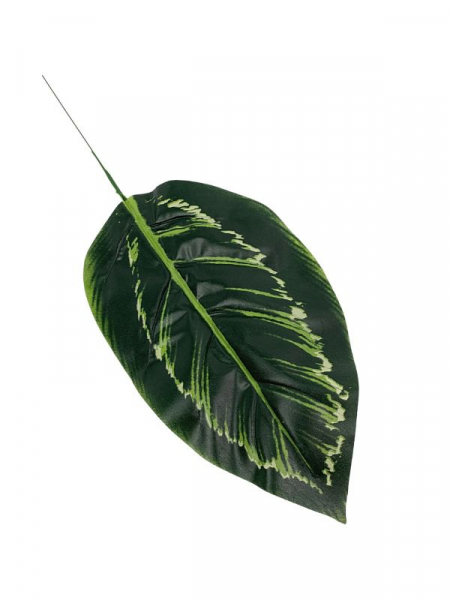 Liść manuel - difenbachia 50 cm zielony