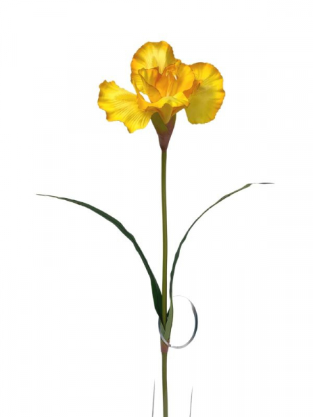 Irys kwiat pojedynczy 70 cm żółty
