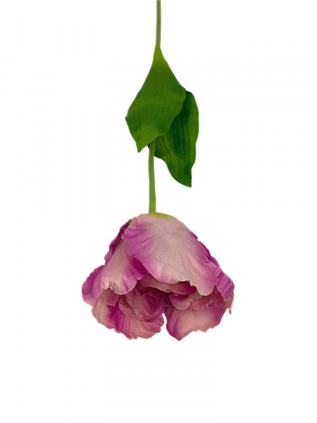 Tulipan rozwinięty 60 cm różowy