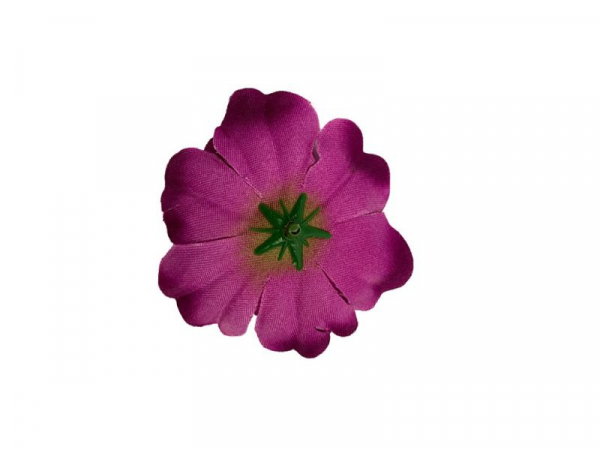 Anemon główka 7 cm ciemny róż 6 sztuk